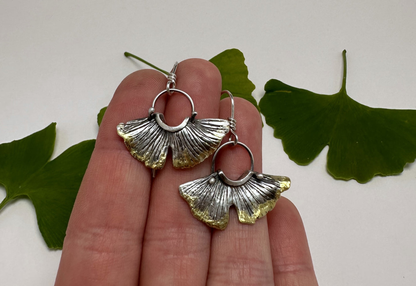 Gold Edge Medium Ginkgo with balled wire